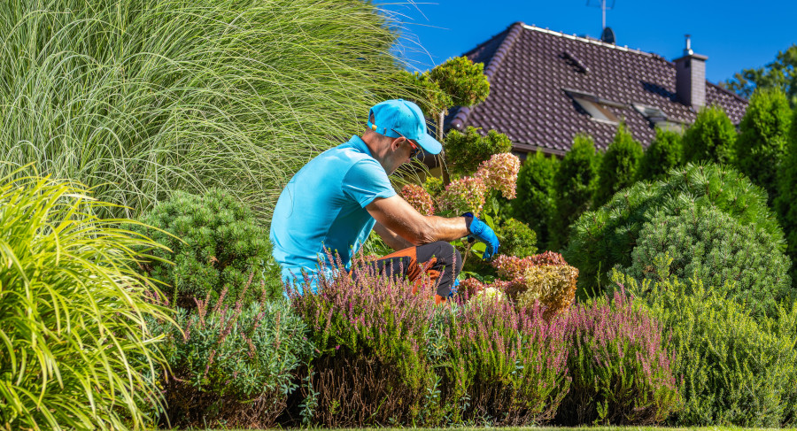 Trimming Plants